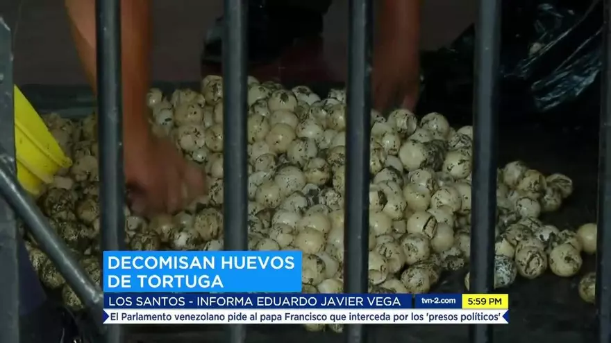 Decomisan cargamento de 4 mil 500 huevos de tortuga que serían comercializados