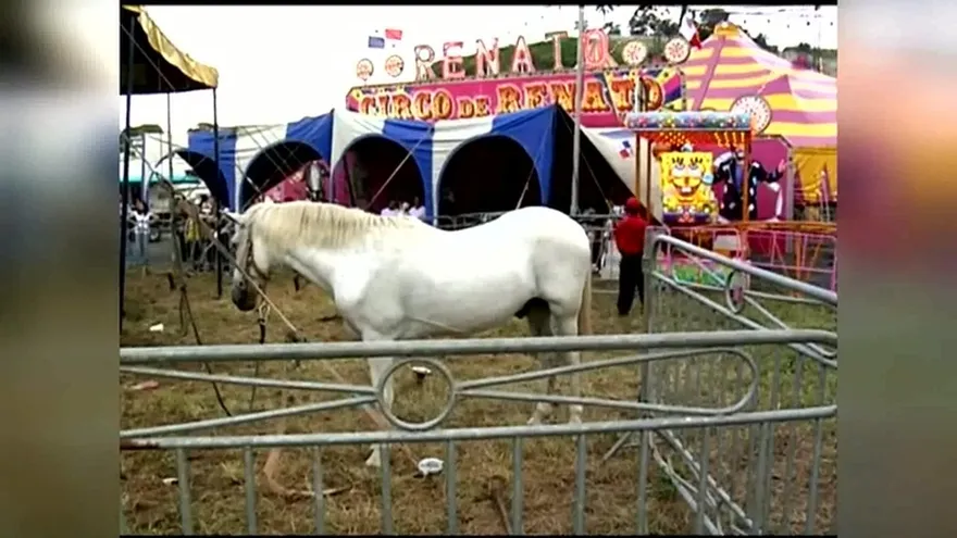 Solicitud de ley para amparar animales