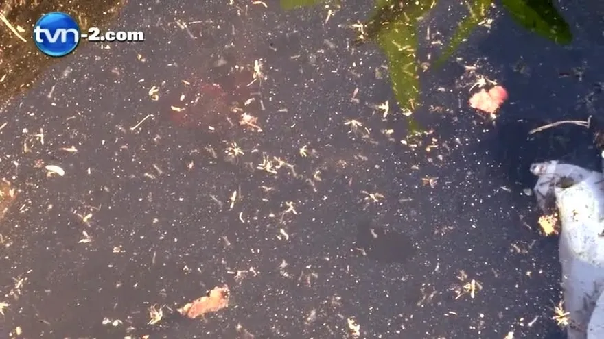 Casos de Dengue aumentaron en San Miguelito