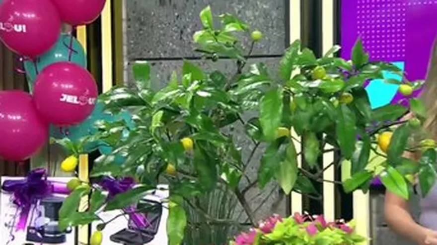 ¿Cómo hacer un Bonsai?