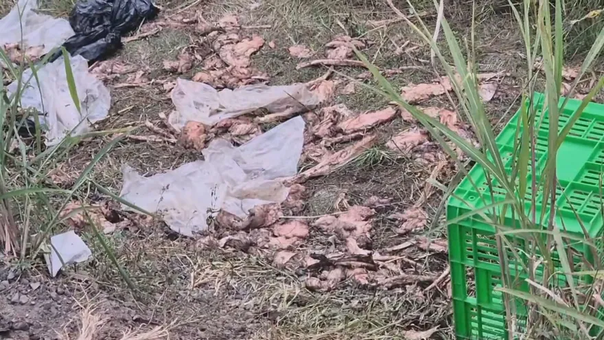 Restos cárnicos arrojados en una vía en Santiago