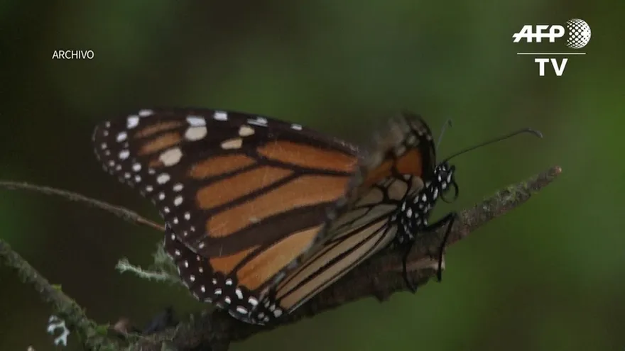 Mariposas monarca volvieron a México