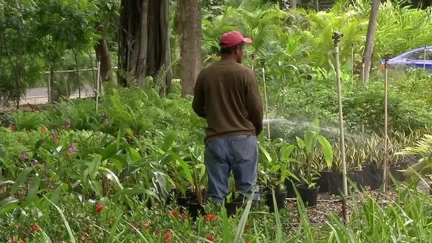 Las especies de árboles Panamá