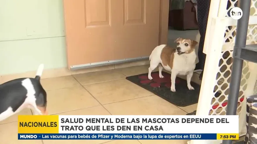 Salud mental de los perros