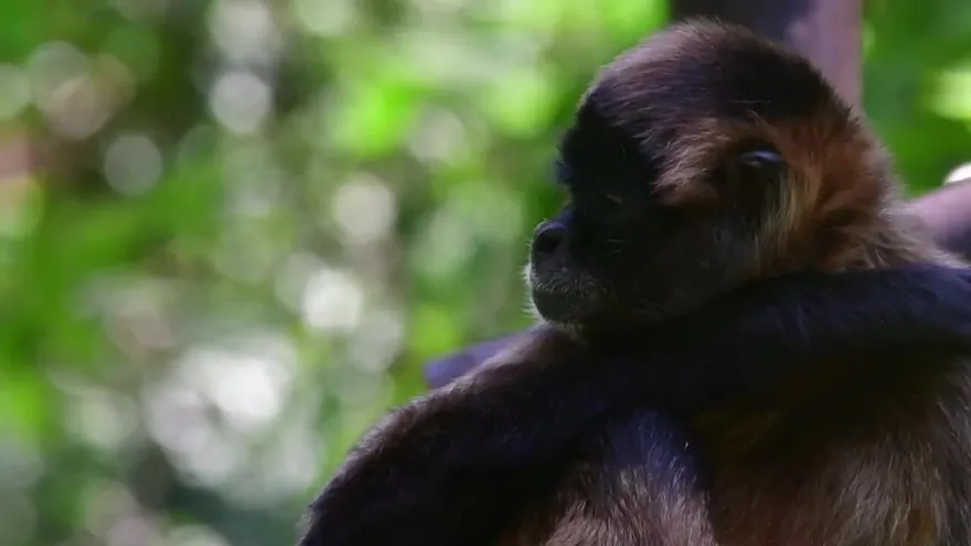 Un millón de especies están amenazadas de extinción