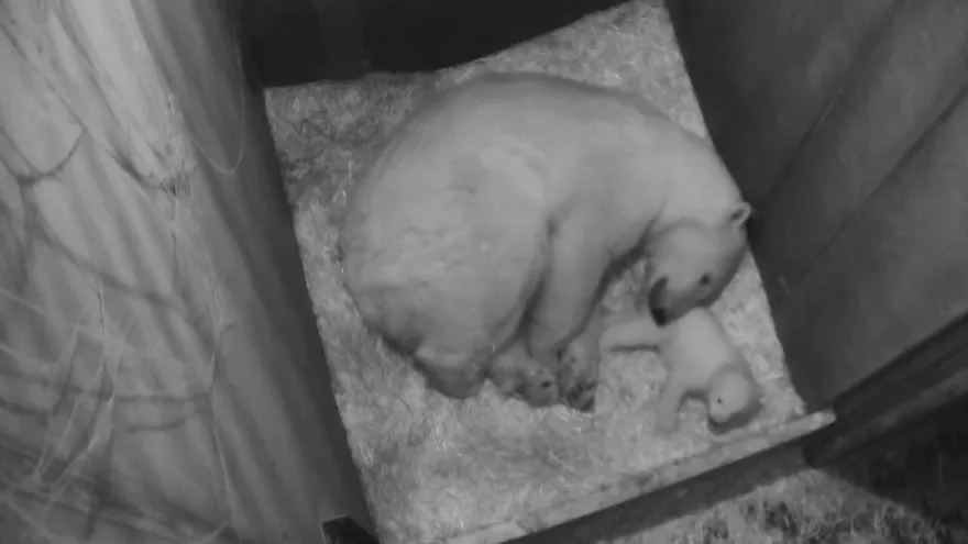 Los primeros pasos de un oso polar