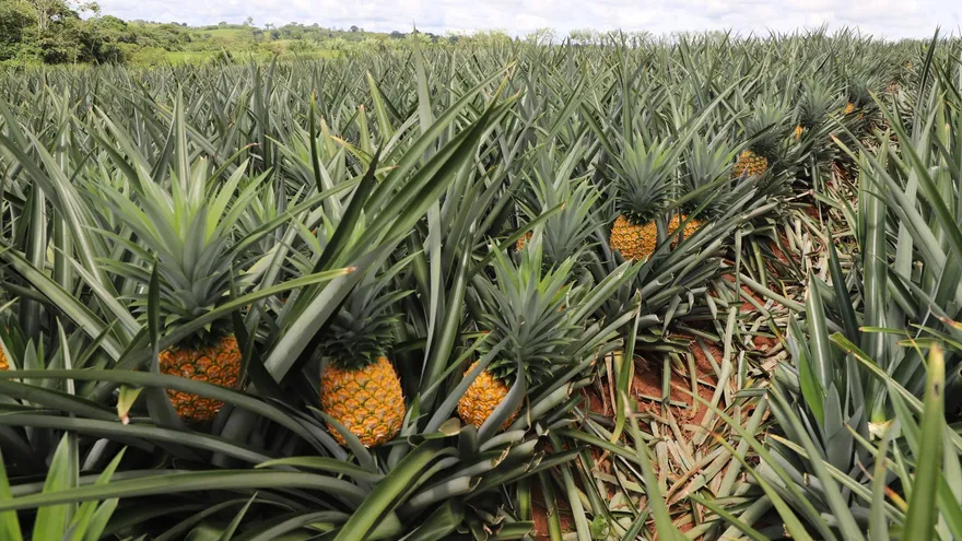 Imagen con fines ilustrativos de plantación de piñas, producción agrícola, productos agropecuarios y frutas.
