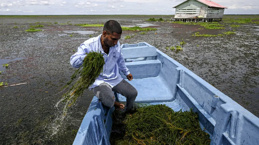 Pescador muestra la Hydrilla verticillata