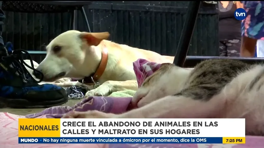 Crece el abandono de animales en Panamá
