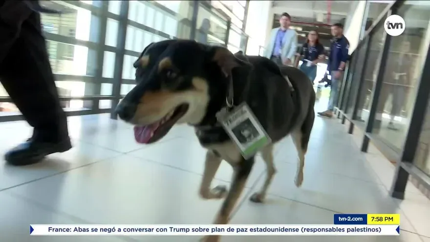 Tribunal Electoral tiene mascota rescatada de la calle
