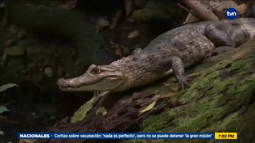 Mundo Verde: Caimanes y cocodrilos
