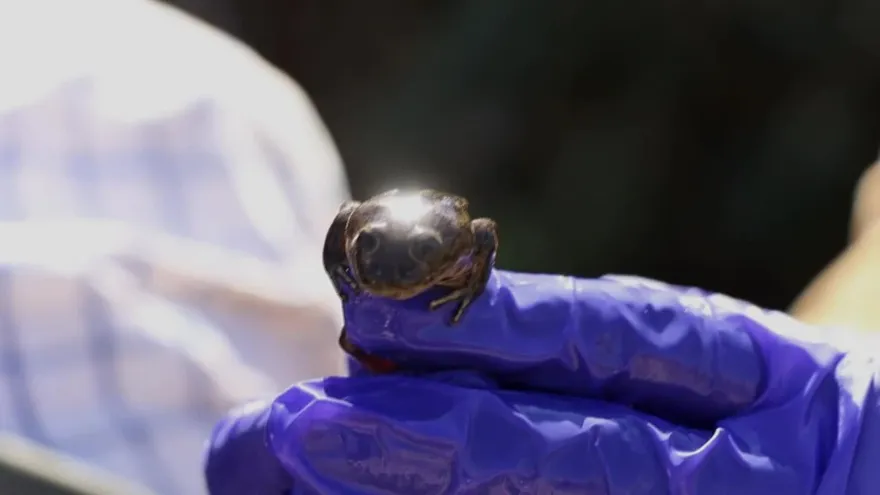 Zoológico de Chile rescata últimas ranas del Loa para evitar su extinción