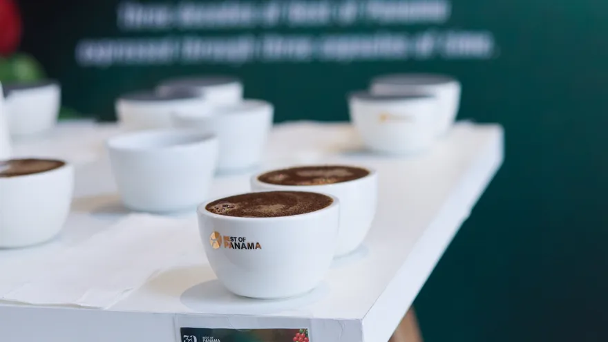 Con la participación de 102 lotes presentados por 47 productores, arrancó en Boquete la Cata Nacional del Best of Panama (BOP), uno de los certámenes más importantes del café de especialidad a nivel mundial.