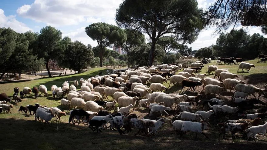Vista de un rebaño de 600 ovejas