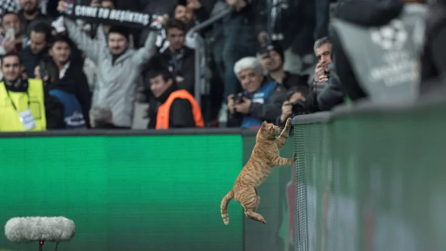 Gato interrumpe partido de Champions entre Besiktas y Bayern
