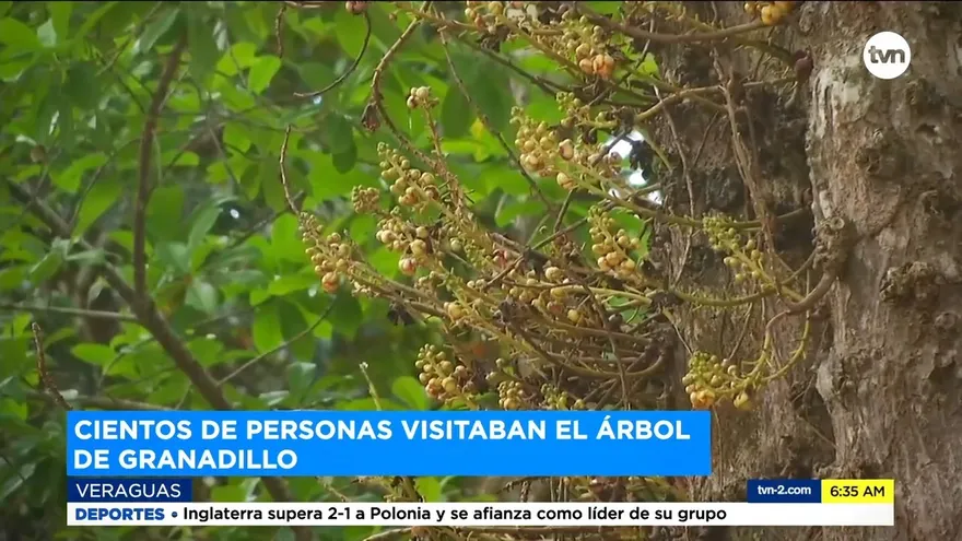 Árbol de granadillo y la pasión de Cristo, tradiciones de Río de Jesús