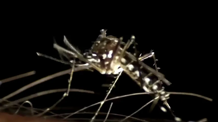 El mosquito tigre es muy resistente