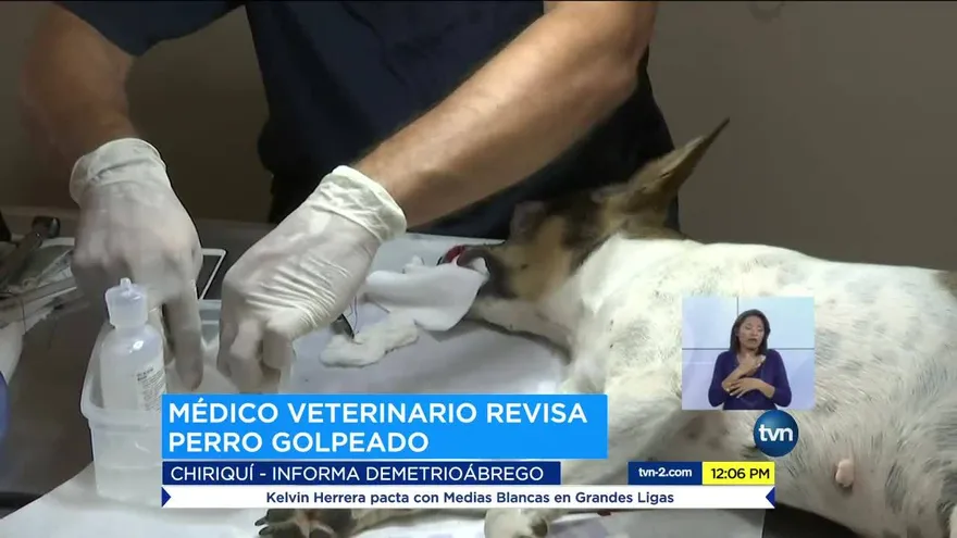 Heridas de mascota no fueron causadas por pirotecnia