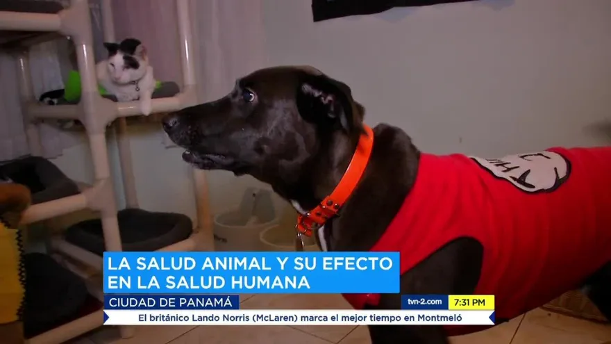 La salud animal y su efecto en la salud humana