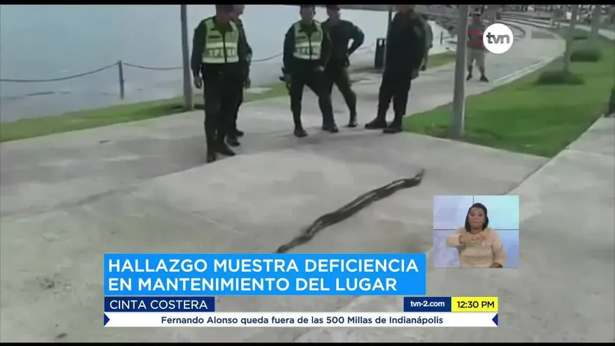 Encuentran boa suelta en la Cinta Costera