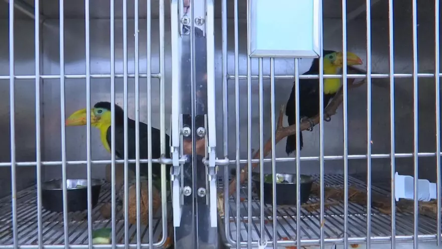 Tucanes rescatados que se recuperan en la Clínica de Fauna Silvestre del Ministerio de Ambiente
