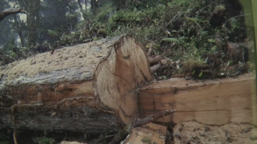 Tucas de algunos de los árboles talados