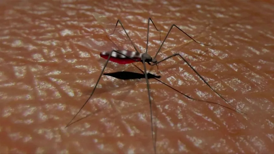 México, primer país en autorizar vacuna contra el dengue