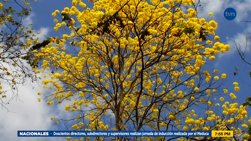 Mundo Verde: El Guayacán