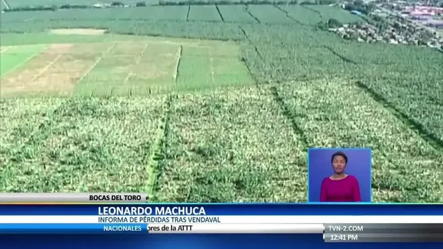 Industria bananera de Bocas del Toro aún no puede cuantificar pérdidas tras vendaval