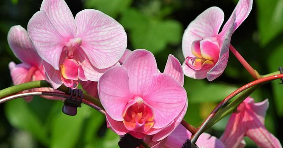 Expo Orquídea de Boquete se prepara para su edición 38 con más de mil especies