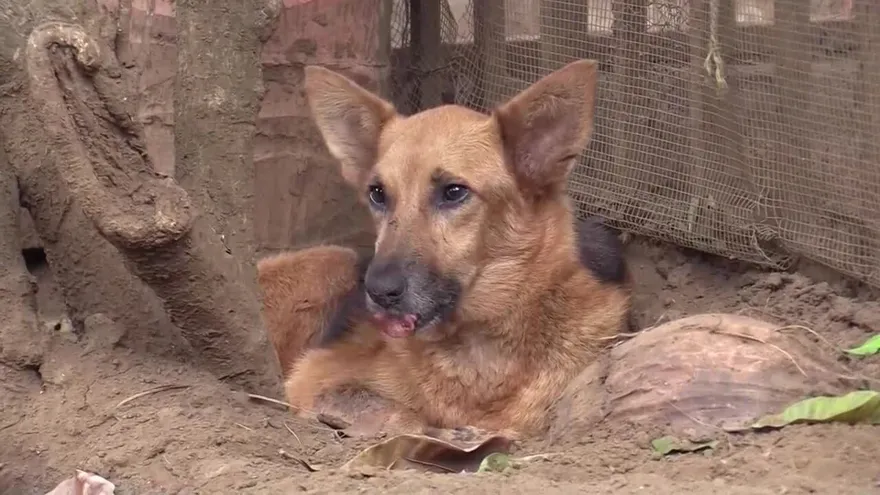 Refugio para animales abandonados cambia vidas en Nicaragua