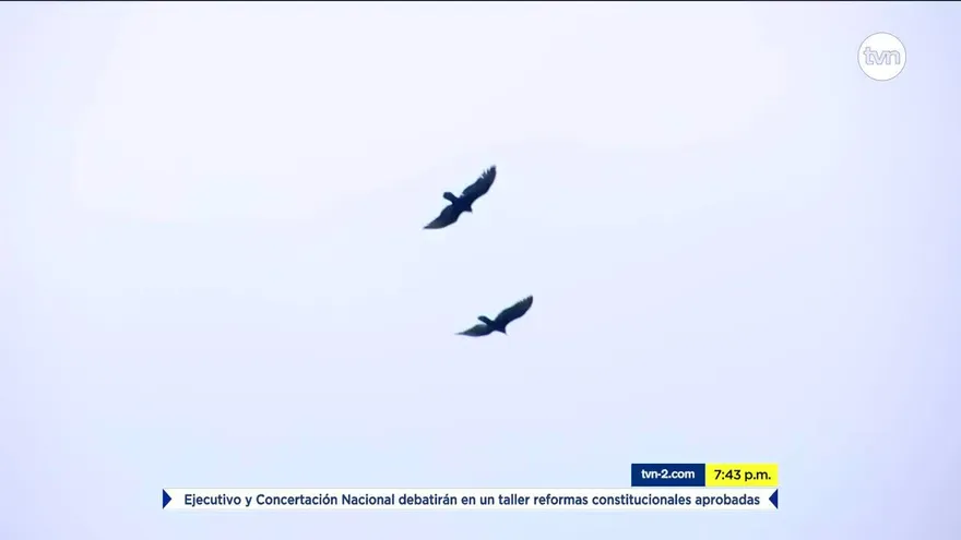 Mundo Verde: aves rapaces