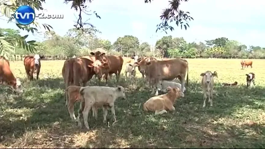 Precio de la carne va a aumentar por sequía