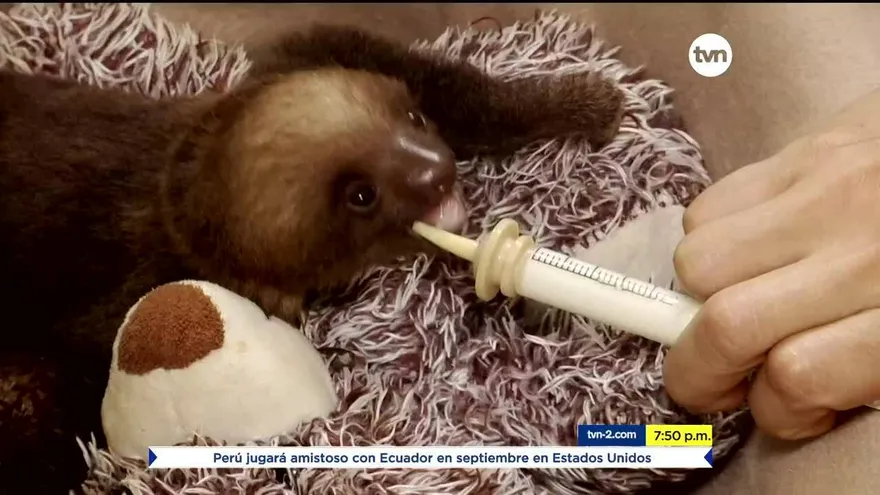 Mundo Verde: Perezosos bebés