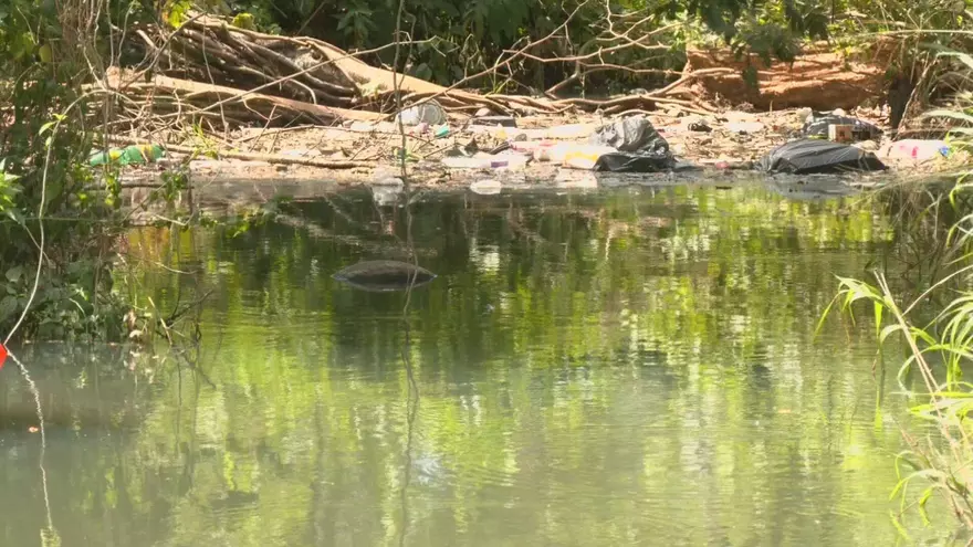 Un cocodrilo en un cuerpo de agua