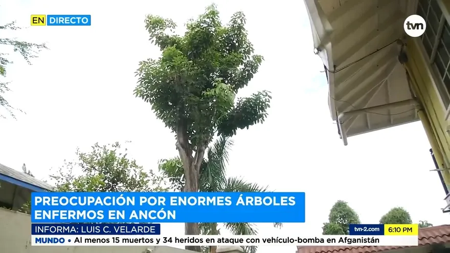Árboles enfermos en Ancón preocupan a residentes