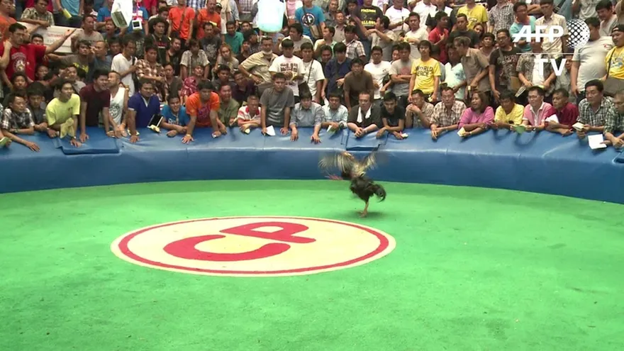 El negocio de las peleas de gallo en Tailandia