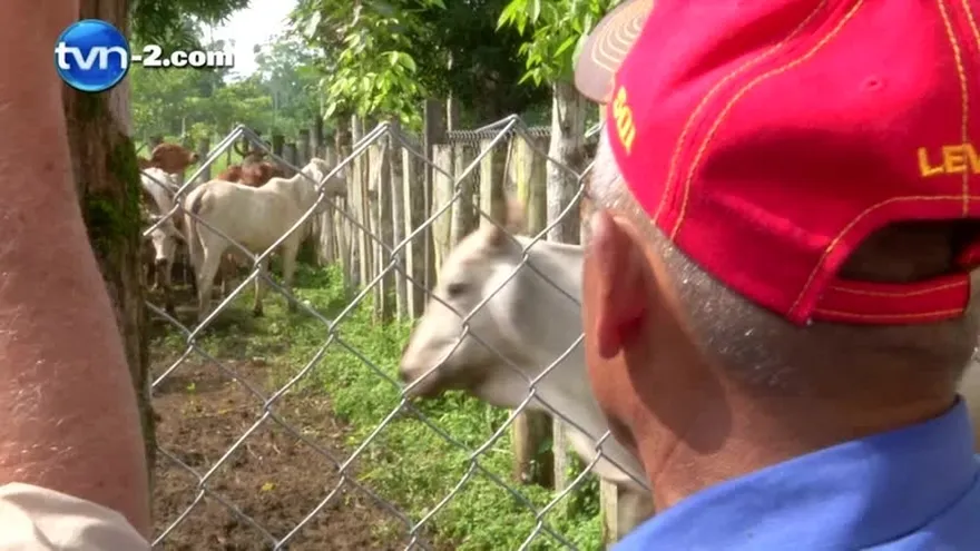 Pérdidas significativas para el productor ganadero