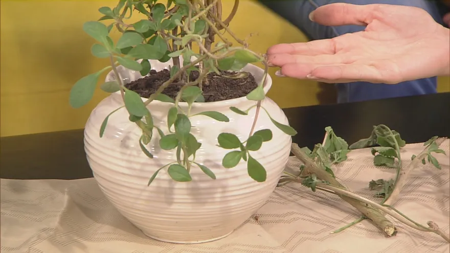 Los beneficios del uso de la planta cola de caballo.