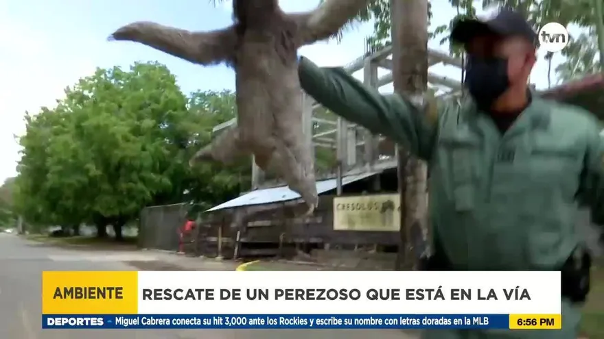 Lo que debe hacer si desea rescatar una especie de la fauna silvestre