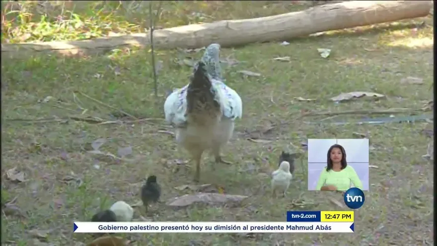 Preocupación en Veraguas por mortandad de animales