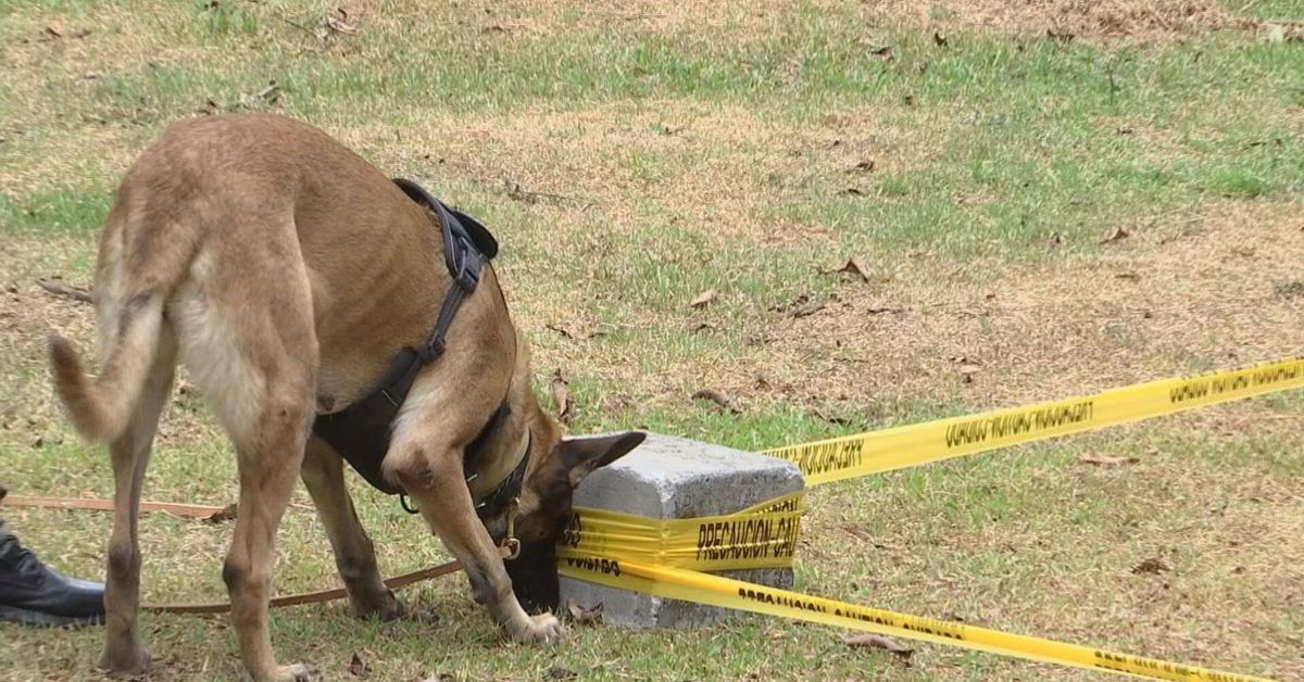 Perros forenses: los aliados clave para encontrar restos humanos en Panamá