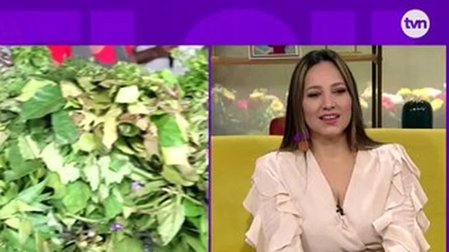 Chollykid en busca de remedios naturales