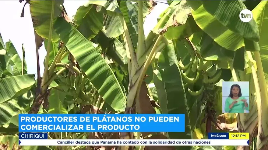 Productores de plátanos piden apoyo al gobierno