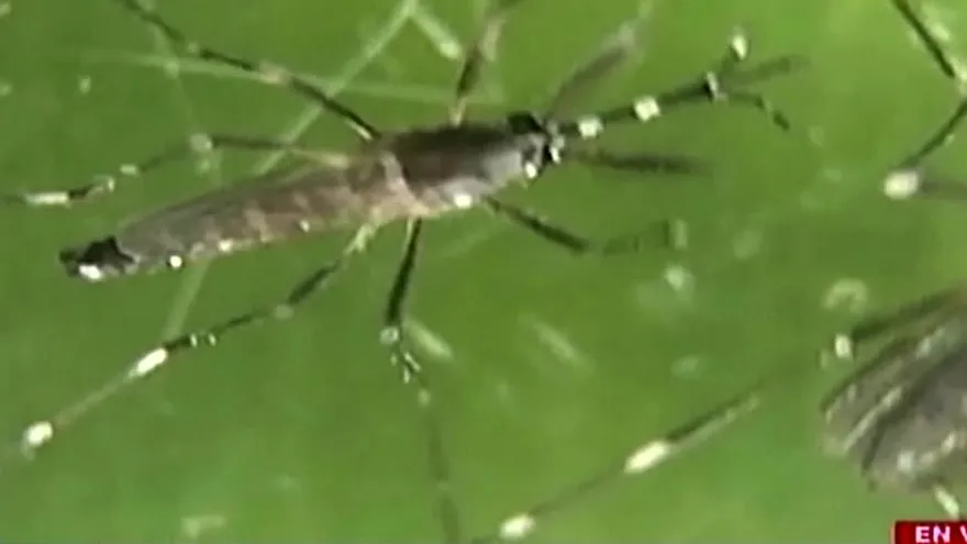 Minsa, en espera de verificar 100 posibles nuevos casos de zika