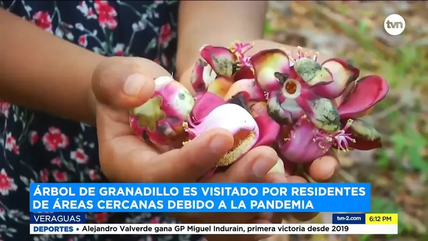 Tradición: moradores de La Trinidad recogen flores del árbol de granadillo