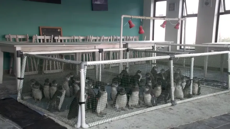 El repostaje de barcos en alta mar amenaza a los pingüinos africanos