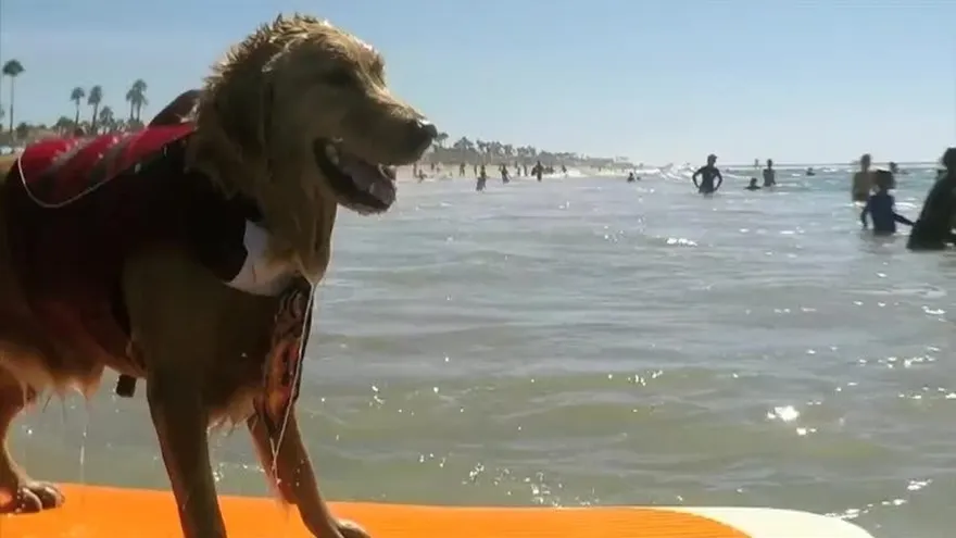 Los perros surfistas invaden como cada año una playa de EEUU
