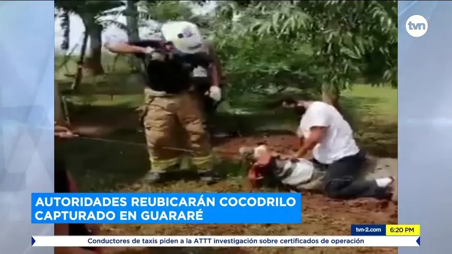 Capturan un enorme lagarto en Guararé provincia de Los Santos