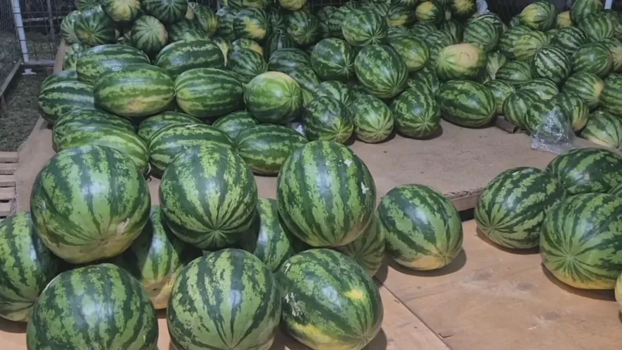 Calobre celebra su Feria de la Sandía